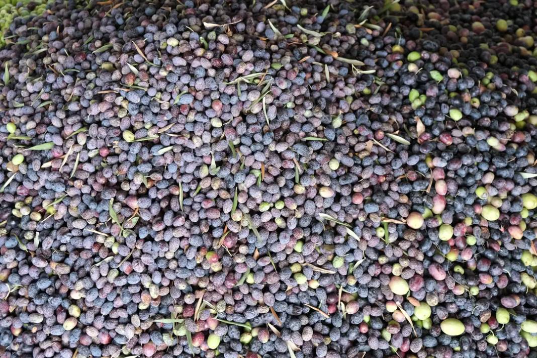 Alanya’da Zeytin Rekoltesi Yüzde 40 Düştü! 1